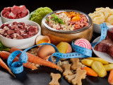 Toutes sortes d'aliments pour chien