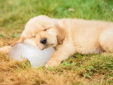 Un chiot dort allongé sur un gros glaçon