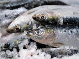 Des sardines dans de la glace