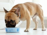 Un chien en train de manger dans sa gamelle