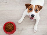 Un Jack Russel heureux devant sa gamelle de croquettes