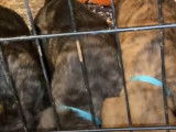 Une portée de Rotticorso mange tous ensemble
