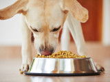 Un chien de type Labrador mange des croquettes dans sa gamelle