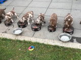 Ces petits chiots Aussiedor mangent dans leurs gamelles avant d'aller jouer