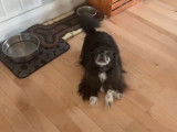 Ce Shih Tzu attend impatiemment son repas