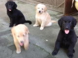 Des petits Golden Shepherds viennent en courant quand on les appelle pour manger