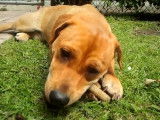 Ce Corgidor mange une friandise dans son jardin