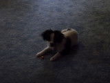 Cette Cavapom s'amuse avec ses friandises