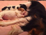 Une maman allaite ces petits Cavalon