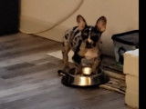 Ce French Bullhuahua a envie de manger