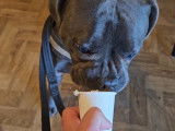 Ce Frenchie Staff boit dans le gobelet de sa maitresse