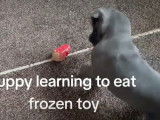 Un Frenchie Staff apprend à manger un aliment glacé