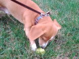 Un Doxle mange une pomme