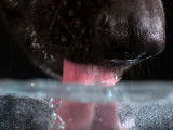 Comment un chien fait-il pour boire ? Vidéo au ralenti