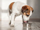Comment nourrir un chiot : aliments, quantité, conseils...