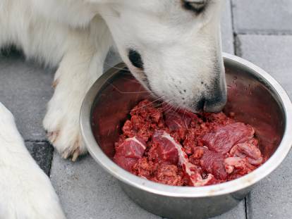 Un chien blanc renifle de la viande crue dans sa gamelle