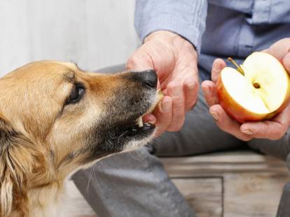 Un homme donne un morceau de pomme &agrave; un chien
