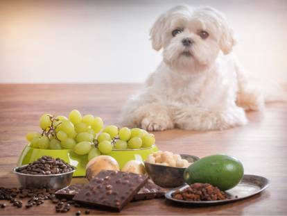 Un chien à côté d'aliments toxiques (chocolat, avocat, raisin, café...)