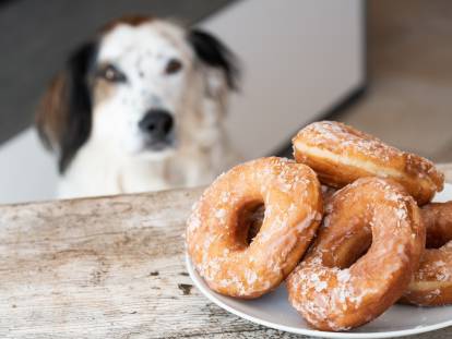 Un chien observe une assiette de beignets au sucre