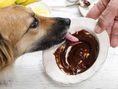 Un chien lèche du chocolat fondu dans une assiette