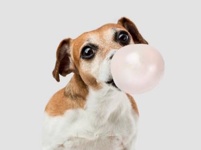 Un chien fait une bulle avec un chewing-gum