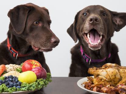 Un chien devant un plat végan et un autre devant un poulet