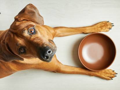 Un chien attend la nourriture devant sa gamelle vide