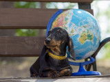 Chien assis sur un banc à coté d'une mappemonde