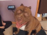 Hulk, le plus gros Pitbull du monde