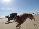 Un chien avec deux pattes seulement, mais plein de vie