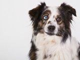 20 races de chiens au look incroyable