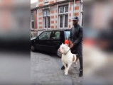 Un Pitbull au gabarit impressionnant