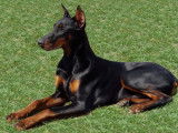 20 races de chiens qui font peur