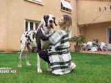 La vie quotidienne avec un chien géant de 85 kg
