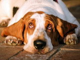 20 races de chien aux oreilles tombantes