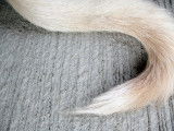 La queue d'un chien