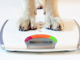 Les 20 races de chien les plus lourdes