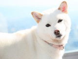 Un beau chien tout blanc