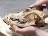 Comparaison du fonctionnement des mâchoires chez le chien et le crocodile