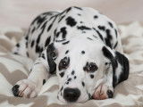 Un Dalmatien noir et blanc allongé sur un lit