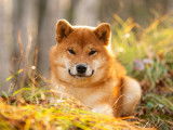 Un Shiba Inu roux allongé dans un champ au soleil