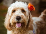 Vue proche d'un chien bouclé avec une fleur
