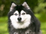 Un chiot Alaskan Klee Kai aux yeux vairons