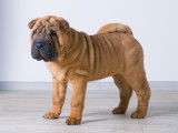 Un jeune Shar-Peï sur un fond gris