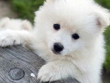 Un adorable Pomsky tout blanc dans un jardin