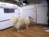 Ce Corgipom sent des épices