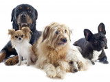Les principales couleurs et robes du chien