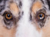 Les yeux bruns et oranges perçants d'un Berger Australien