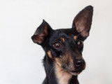 Un chien aux oreilles dressées