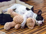 Le sommeil chez le chien : phases, durée, conseils...